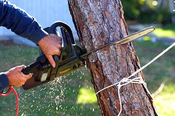 How Our Tree Care Process Works  in  Tea, SD