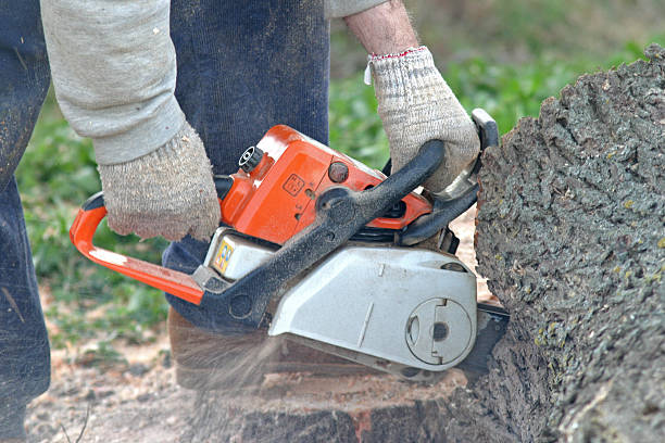 Professional Tree Services in Tea, SD